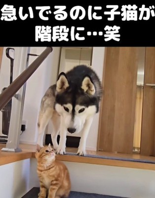 なにやら相談する2匹