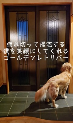 玄関で待つ大型犬
