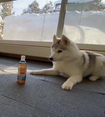 ペットボトルを怖がる子犬