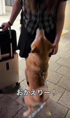 お姉ちゃんに飛びつく小型犬