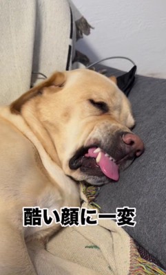 犬種なんだっけ?