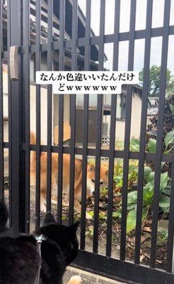 こめちゃんとラッキーくんのやり取り4