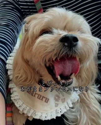 わがままプリンセスなまるるちゃん
