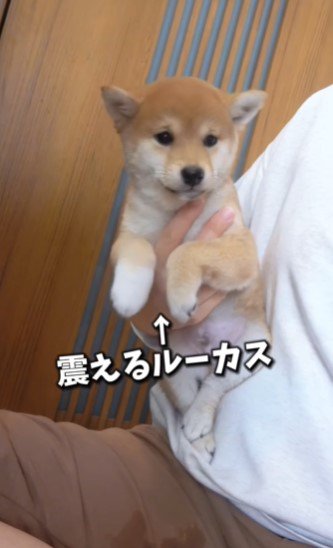 怖くて体をブルブル震わせていた子犬時代