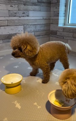 ケーキを完食したれおくん