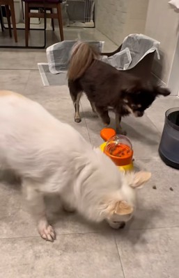 やっぱり食べられるこげまる君