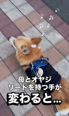 リードを持つ人が交代した時のジノくん2