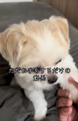 お手をする小型犬