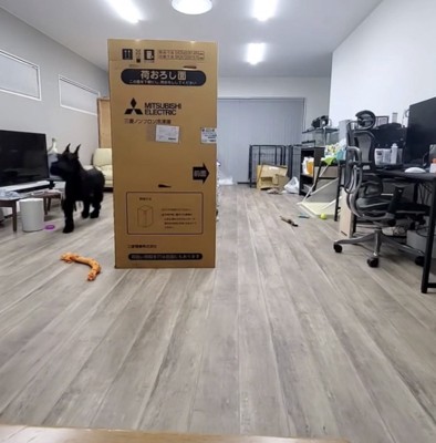 部屋を周る犬