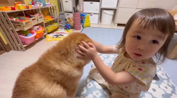 飼い主さんを見る娘さん