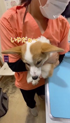 看護師に保定される犬