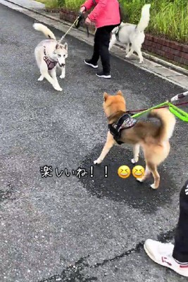 友達犬と一緒に挑戦!
