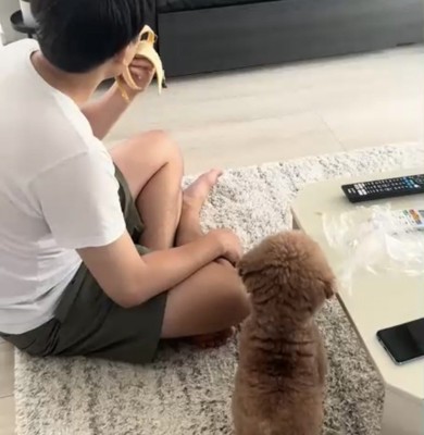 待たされる犬