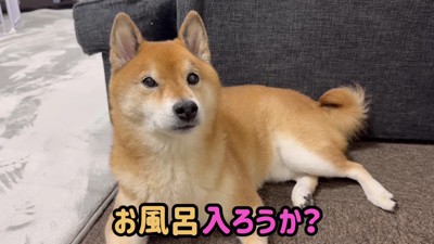 お風呂が大嫌いなロックちゃん