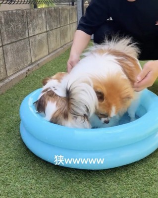プールの中で体を寄せ合う2匹の犬