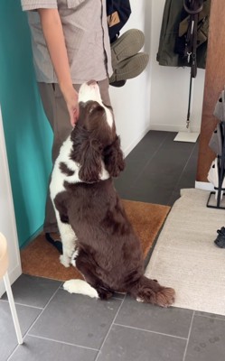 撫でてもらう犬