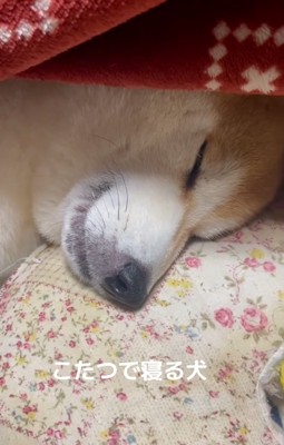 まったく起きないまめ太くん