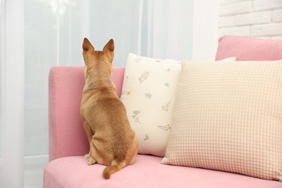 ソファの上に座るいぬ