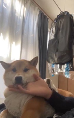 アゴの下を撫でる手を舐める柴犬