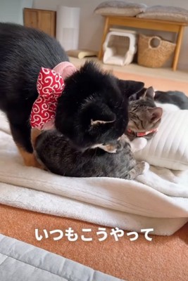 子猫を毛繕いする犬