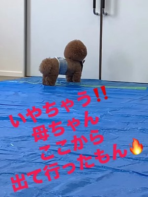 ブルーシートの上でドアを見上げている犬の後ろ姿