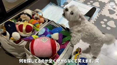 おもちゃを探すナナくん5