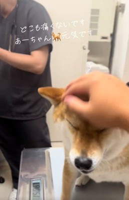 ママに撫でられるあーちゃん