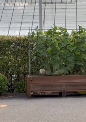 中に入る大型犬