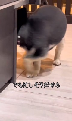 ここまるちゃんの寂しい時の行動4
