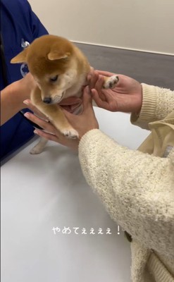 ももちちゃんのはじめての注射4