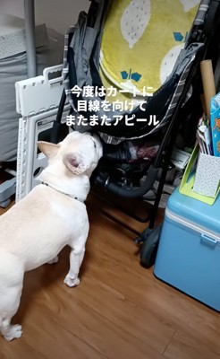 ドッグカートを見つめる犬