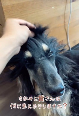 色々なものに見えて面白い♪