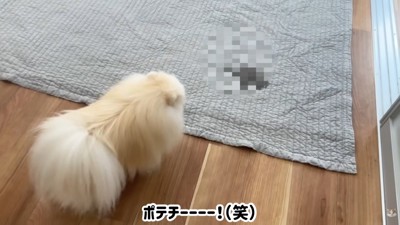 ハプニング発生時のポテチくんとレモンさん5