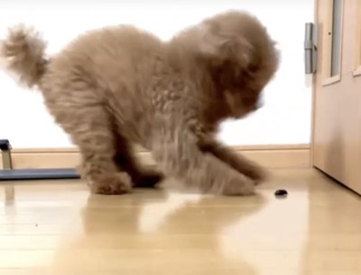 後ずさりする犬