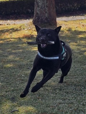 珍しい犬種