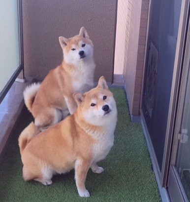 ベランダに並ぶ2頭の柴犬