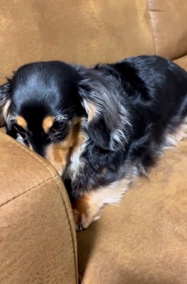 震え続けるまるちゃん