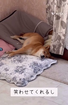 変な寝方のキョロスケくん