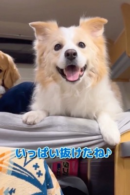 笑顔の犬