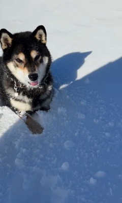 ももちゃんの雪遊び7