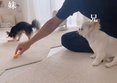 おもちゃを取り返す飼い主2