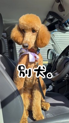 車の外を眺める犬