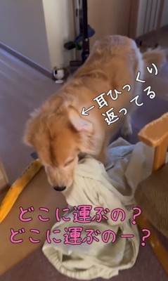 ご立腹のきなこちゃん5