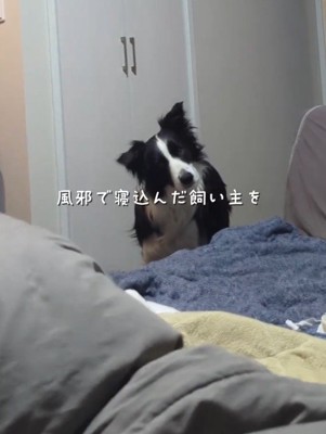 飼い主を見て首をかしげる白黒模様の犬