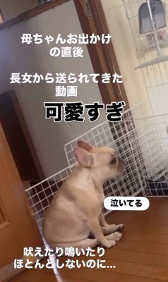 ママさん外出後のこむぎちゃん7