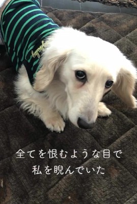 悲しい目をしていた