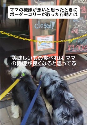 ママの機嫌が悪い時のワンコたちの行動3