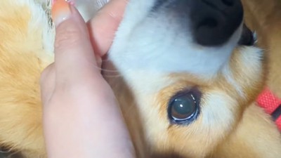 枕を奪われたスティーブくん9