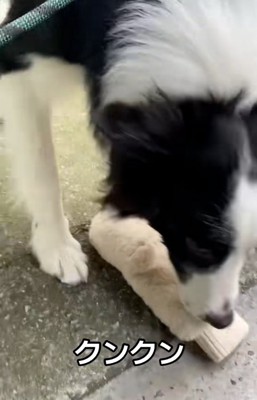 匂いを嗅ぐワンコ1