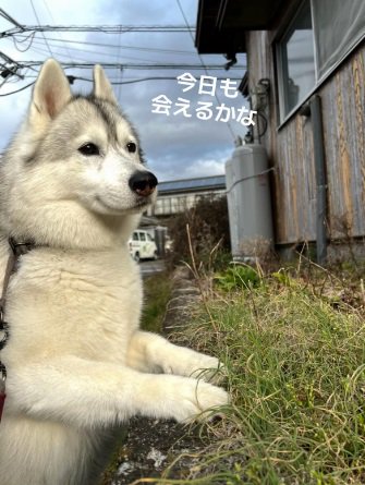 今日も待つROSEちゃん